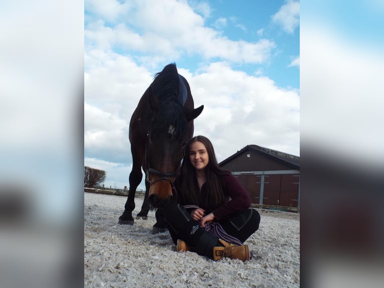 Más caballos centroeuropeos Caballo castrado 16 años 160 cm Castaño oscuro in ElsdorfElsdorf