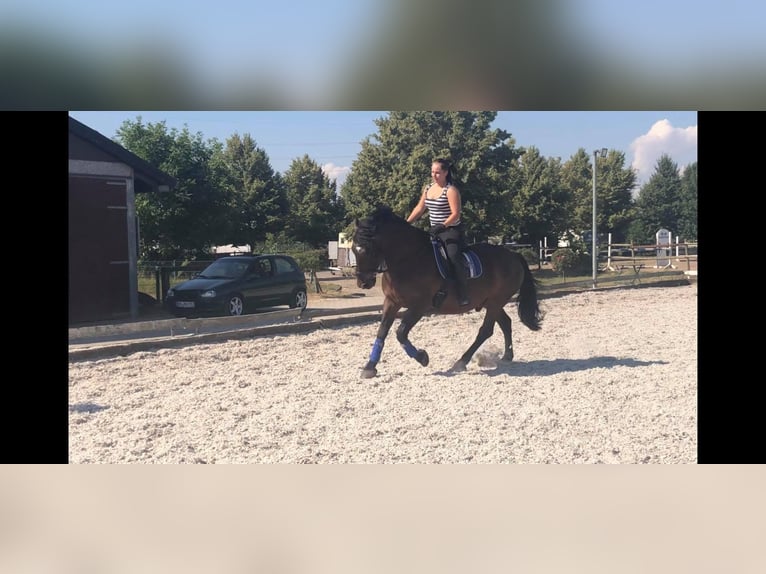 Más caballos centroeuropeos Caballo castrado 16 años 160 cm Castaño oscuro in ElsdorfElsdorf