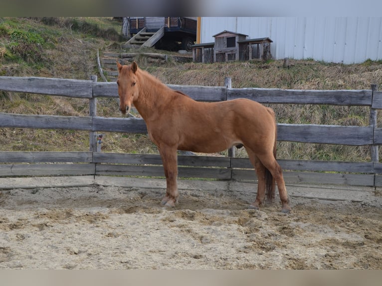 Más caballos centroeuropeos Mestizo Caballo castrado 16 años 164 cm Alazán in Sankt Stefan im Rosental