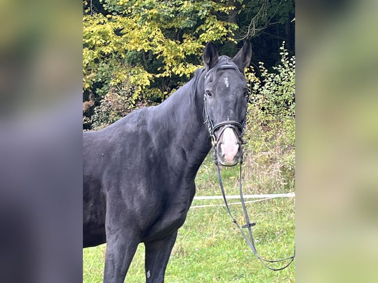 Más caballos centroeuropeos Caballo castrado 16 años 165 cm Negro in Ursensollen