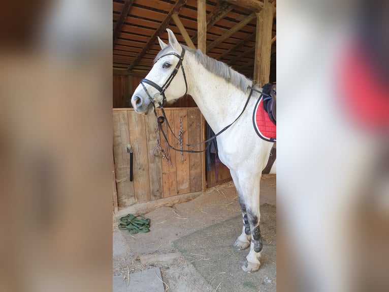 Más caballos centroeuropeos Caballo castrado 16 años 165 cm Tordo in Wolnzach