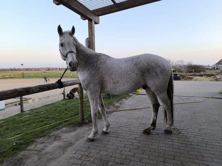 Más caballos centroeuropeos Caballo castrado 16 años 165 cm Tordo in Wunstorf