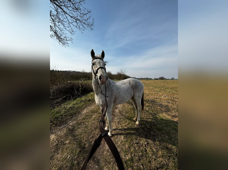 Más caballos centroeuropeos Caballo castrado 16 años 165 cm Tordo in Wunstorf