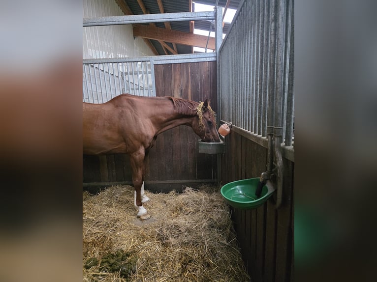 Más caballos centroeuropeos Caballo castrado 16 años 170 cm Alazán in Stolberg (Rheinland)