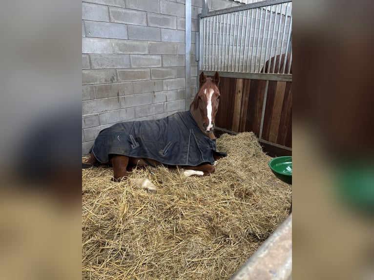 Más caballos centroeuropeos Caballo castrado 16 años 170 cm Alazán in Stolberg (Rheinland)