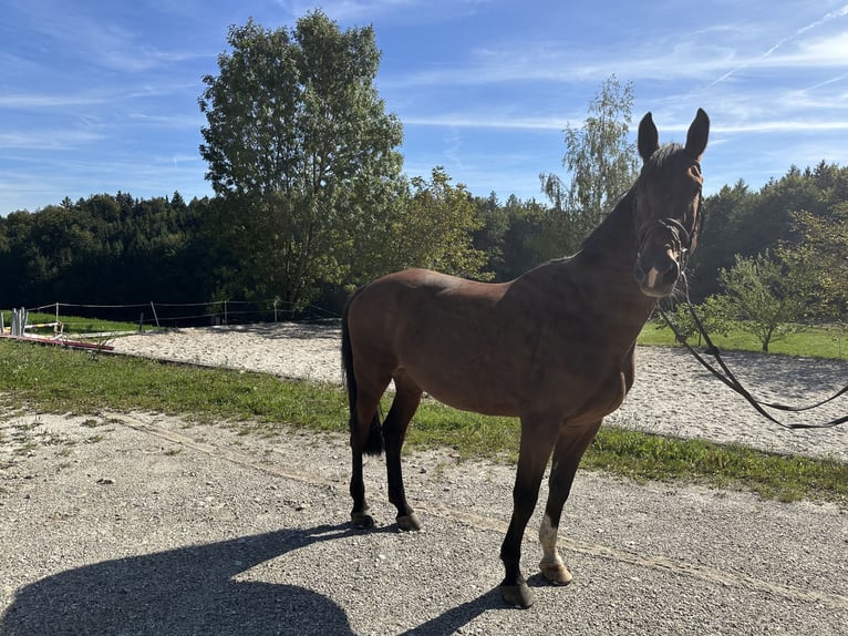 Más caballos centroeuropeos Caballo castrado 16 años 170 cm Castaño in Schönberg
