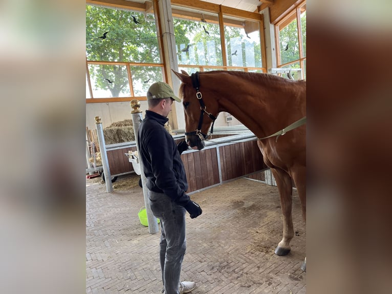 Más caballos centroeuropeos Caballo castrado 16 años 175 cm Alazán in Greven