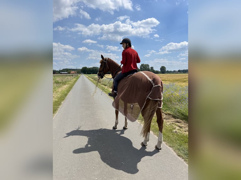 Más caballos centroeuropeos Caballo castrado 16 años 175 cm Alazán in Greven