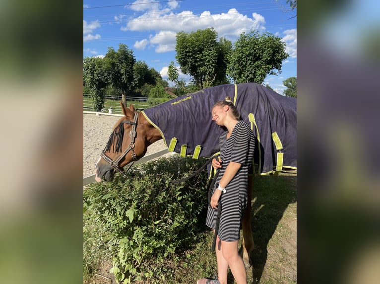 Más caballos centroeuropeos Caballo castrado 16 años 175 cm Alazán in Greven