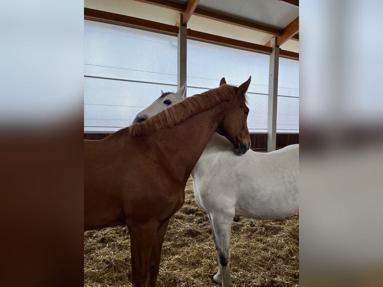 Más caballos centroeuropeos Caballo castrado 16 años 175 cm Alazán in Greven