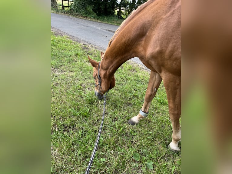 Más caballos centroeuropeos Caballo castrado 16 años 175 cm Alazán in Greven