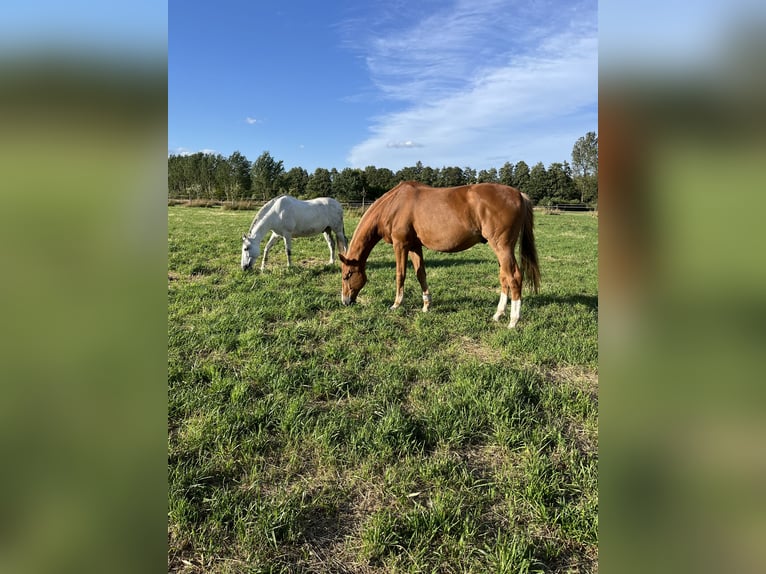 Más caballos centroeuropeos Caballo castrado 16 años 175 cm Alazán in Greven