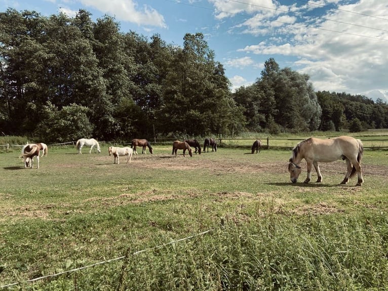 Más caballos centroeuropeos Mestizo Caballo castrado 16 años  in Schiltberg