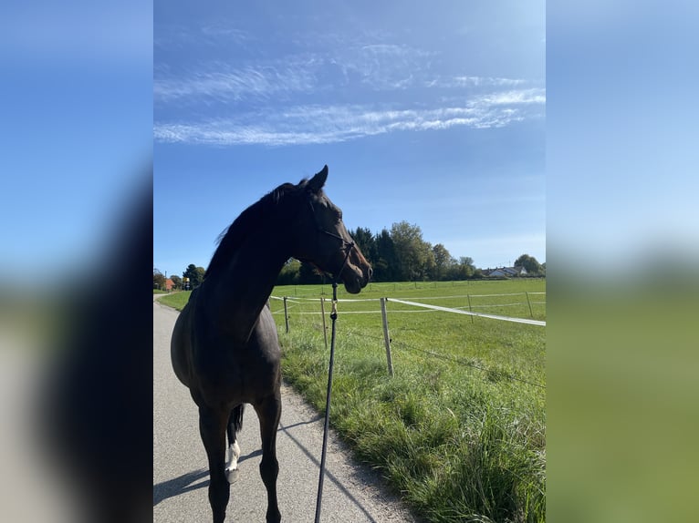 Más caballos centroeuropeos Caballo castrado 16 años Castaño in Grafing bei München