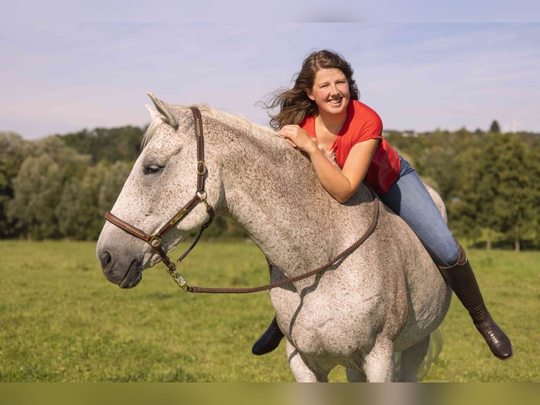 Más caballos centroeuropeos Caballo castrado 17 años 161 cm Tordo picazo in Lollar