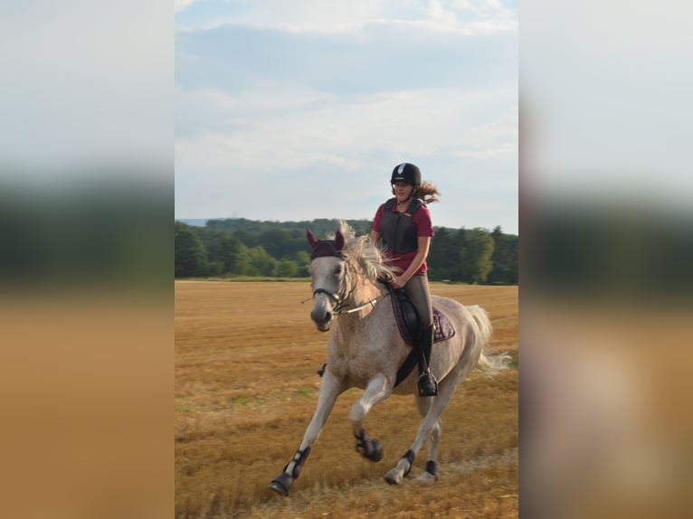 Más caballos centroeuropeos Caballo castrado 17 años 161 cm Tordo picazo in Lollar