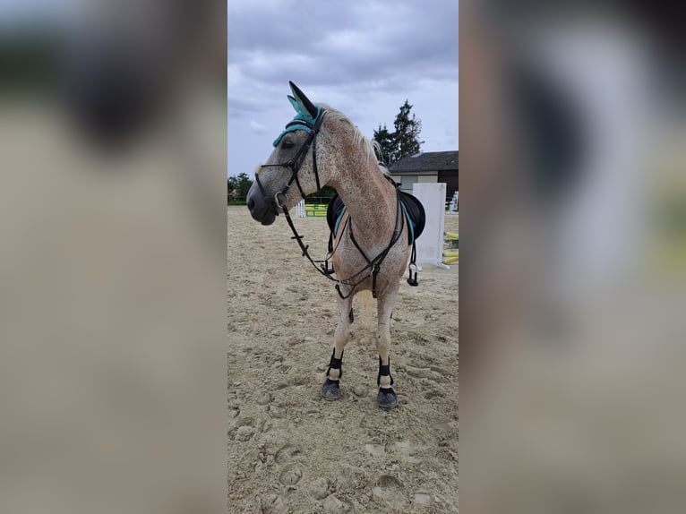 Más caballos centroeuropeos Caballo castrado 17 años 161 cm Tordo picazo in Lollar