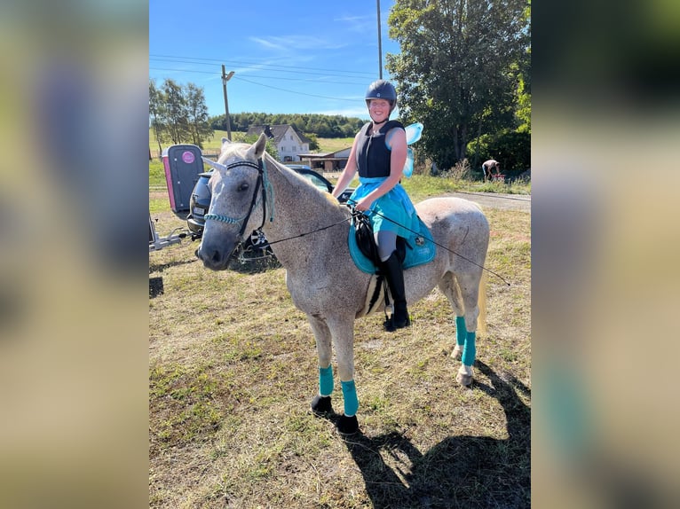 Más caballos centroeuropeos Caballo castrado 17 años 161 cm Tordo picazo in Lollar