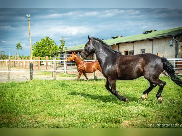 Más caballos centroeuropeos Caballo castrado 17 años 170 cm Negro in L&#xFC;bben (Spreewald)
