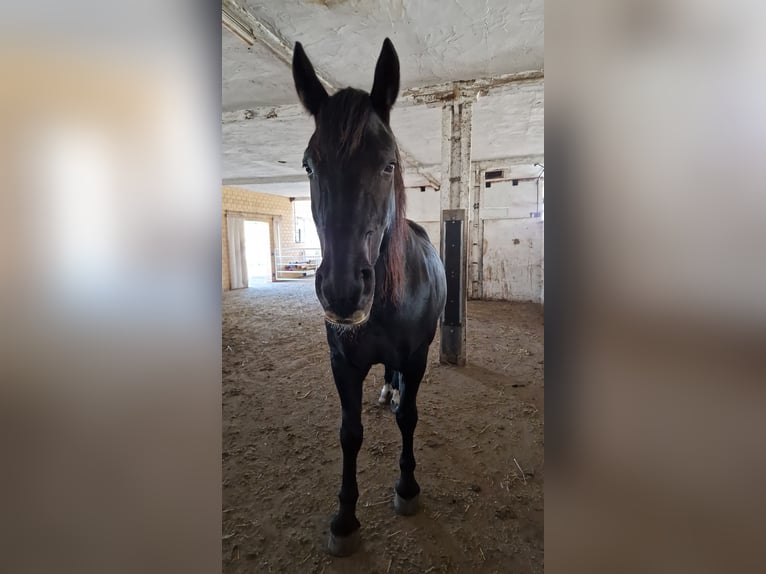 Más caballos centroeuropeos Caballo castrado 17 años 170 cm Negro in Lübben (Spreewald) Más caballos centroeuropeos Caballo castrado 17 años 170 cm Negro in Lübben (Spreewald)