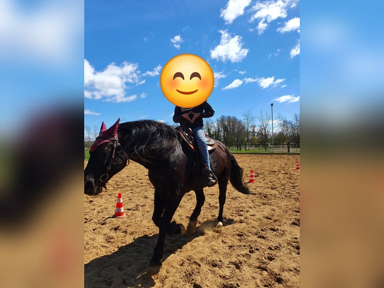 Más caballos centroeuropeos Caballo castrado 17 años 170 cm Negro in Lübben (Spreewald) Más caballos centroeuropeos Caballo castrado 17 años 170 cm Negro in Lübben (Spreewald)