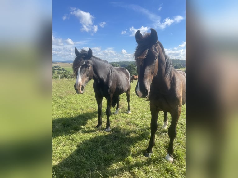 Más caballos centroeuropeos Mestizo Caballo castrado 17 años 172 cm Negro in Battenberg (Eder)