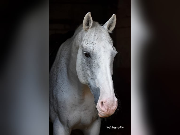 Más caballos centroeuropeos Caballo castrado 17 años 172 cm Tordo in Wallisellen