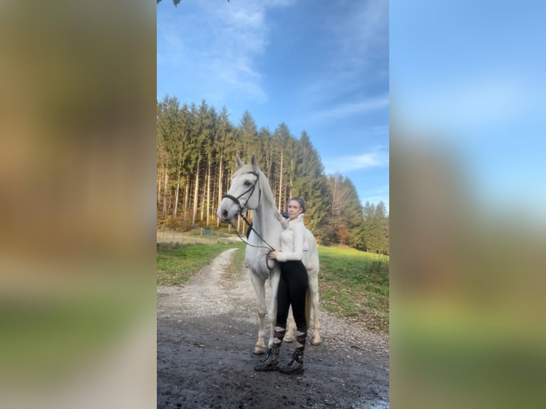 Más caballos centroeuropeos Caballo castrado 17 años 180 cm Tordo in Graz