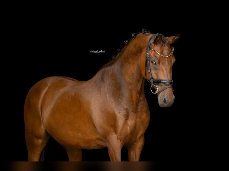 Más caballos centroeuropeos Caballo castrado 18 años 148 cm Castaño in Oost West en Middelbeers