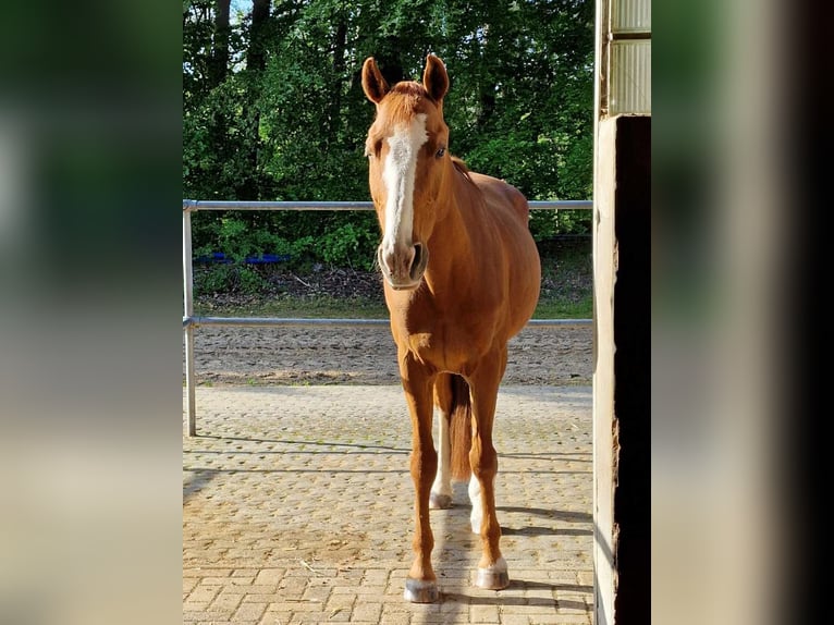 Más caballos centroeuropeos Caballo castrado 18 años 157 cm Alazán in Neustadt (Hessen)