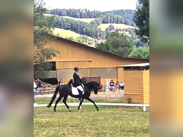 Más caballos centroeuropeos Caballo castrado 18 años 157 cm Negro in St. Marein bei Graz
