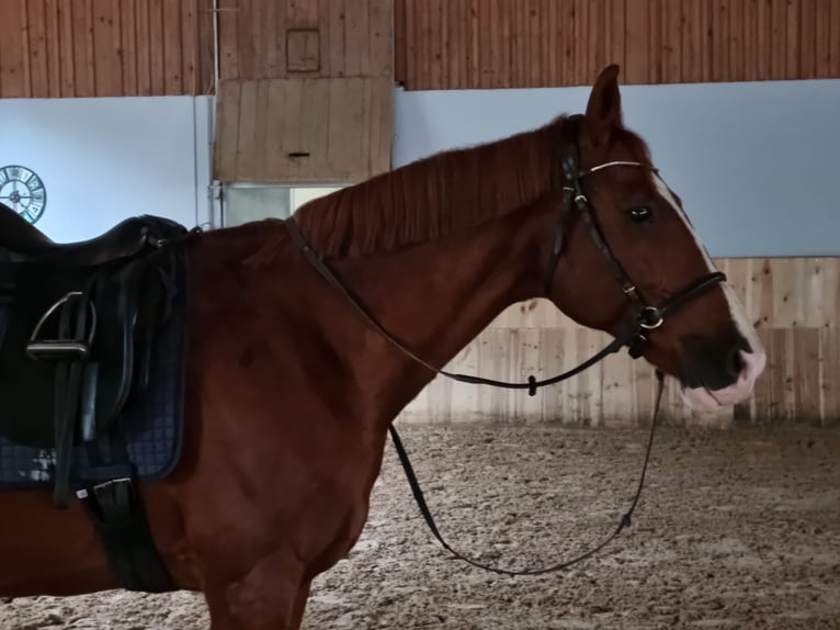 Más caballos centroeuropeos Caballo castrado 18 años 167 cm Alazán in Train