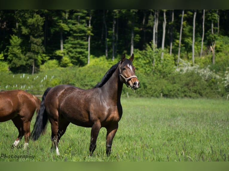 Más caballos centroeuropeos Caballo castrado 18 años 168 cm Castaño in Oerlinghausen