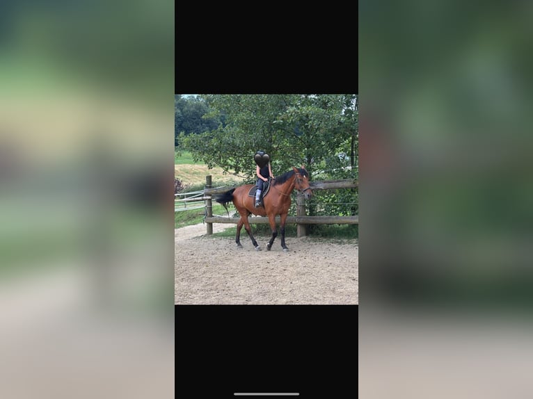 Más caballos centroeuropeos Caballo castrado 18 años 170 cm Castaño in Feldbach