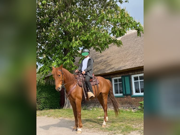 Más caballos centroeuropeos Mestizo Caballo castrado 19 años 160 cm Alazán in Wiepkenhagen