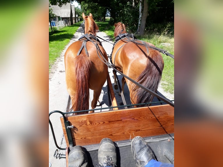 Más caballos centroeuropeos Mestizo Caballo castrado 19 años 160 cm Alazán in Wiepkenhagen