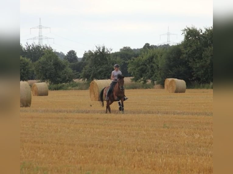 Más caballos centroeuropeos Caballo castrado 19 años 165 cm Castaño in Havixbeck