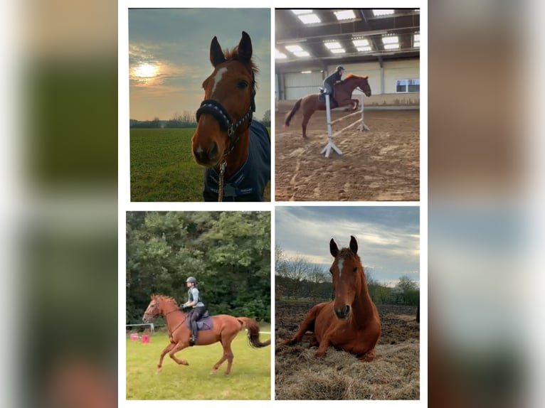 Más caballos centroeuropeos Caballo castrado 19 años 168 cm Alazán rojizo in Burgwedel