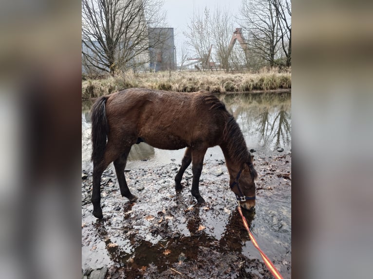 Más caballos centroeuropeos Mestizo Caballo castrado 1 año 156 cm Musgo in Wolfsburg