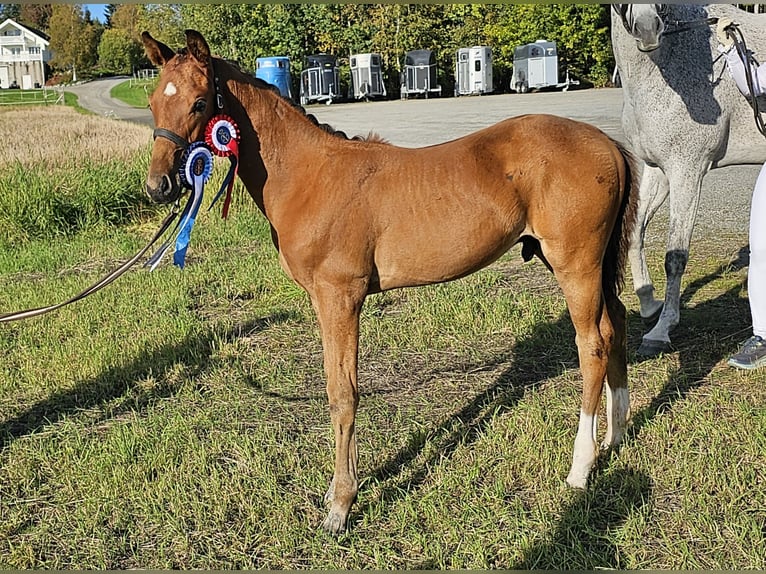 Más caballos centroeuropeos Caballo castrado 1 año 170 cm Castaño rojizo in Slattum