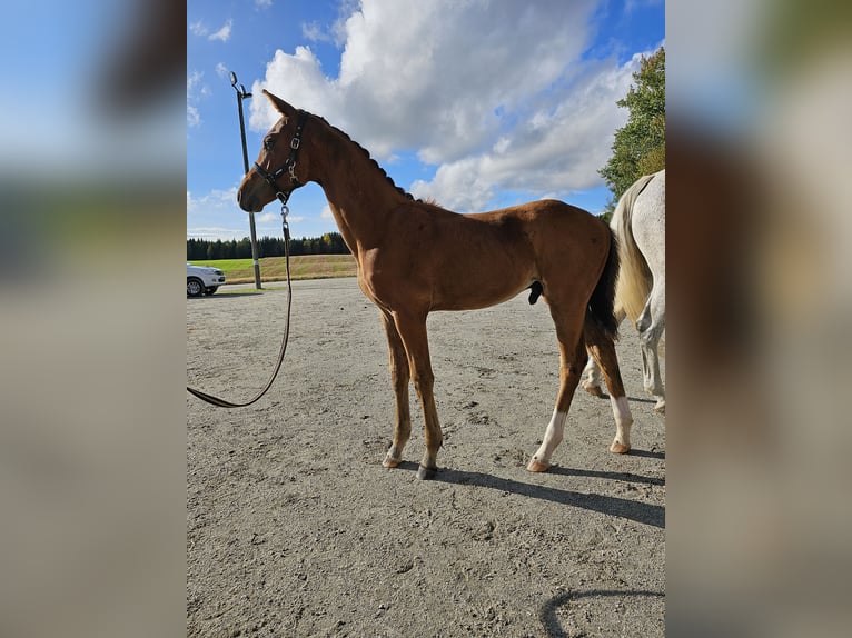 Más caballos centroeuropeos Caballo castrado 1 año 170 cm Castaño rojizo in Slattum