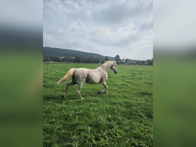 Más caballos centroeuropeos Mestizo Caballo castrado 20 años 161 cm White/Blanco in Lohra