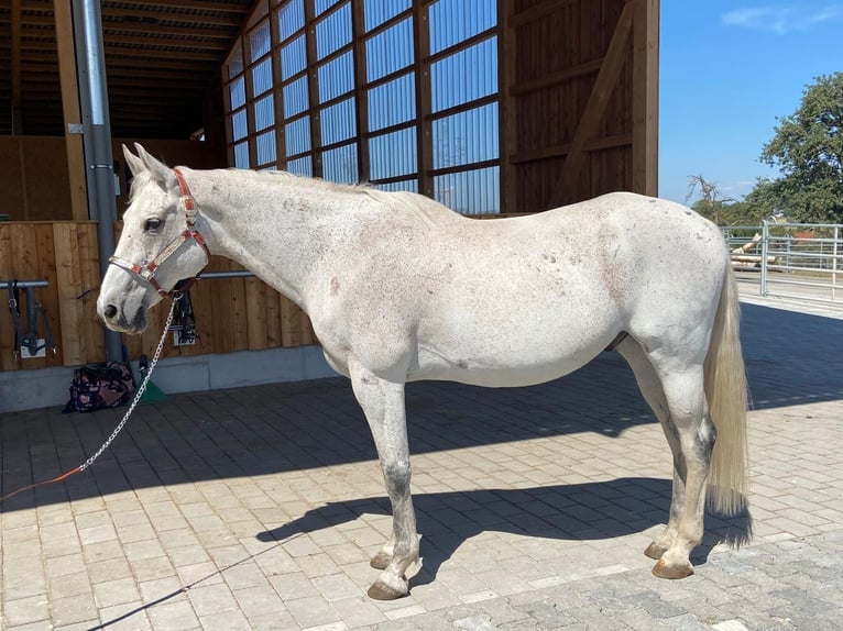 Más caballos centroeuropeos Caballo castrado 20 años 162 cm Tordo picazo in Illingen