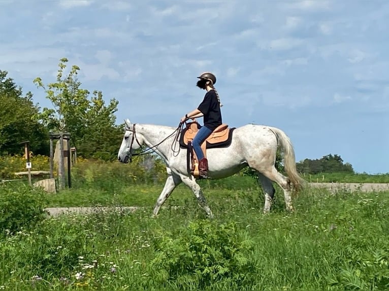 Más caballos centroeuropeos Caballo castrado 20 años 162 cm Tordo picazo in Illingen