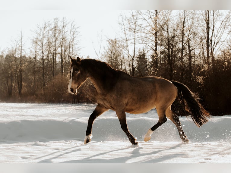 Más caballos centroeuropeos Caballo castrado 20 años 164 cm Bayo in Steinerkirchen