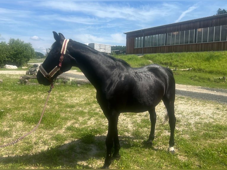 Más caballos centroeuropeos Caballo castrado 20 años in Stainz