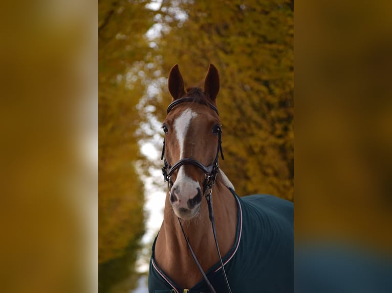 Más caballos centroeuropeos Caballo castrado 21 años 168 cm Alazán in Rosendahl