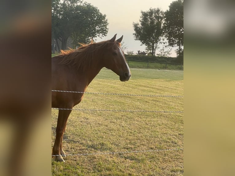 Más caballos centroeuropeos Caballo castrado 21 años Alazán in AachenAaz