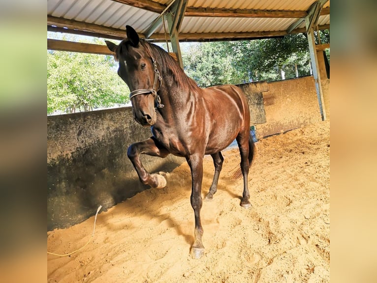 Más caballos centroeuropeos Caballo castrado 22 años 163 cm Morcillo in Fröndenberg