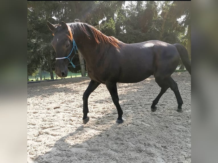 Más caballos centroeuropeos Caballo castrado 22 años 163 cm Morcillo in Fröndenberg